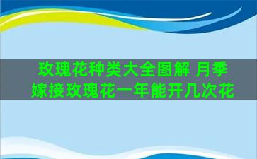 玫瑰花种类大全图解 月季嫁接玫瑰花一年能开几次花